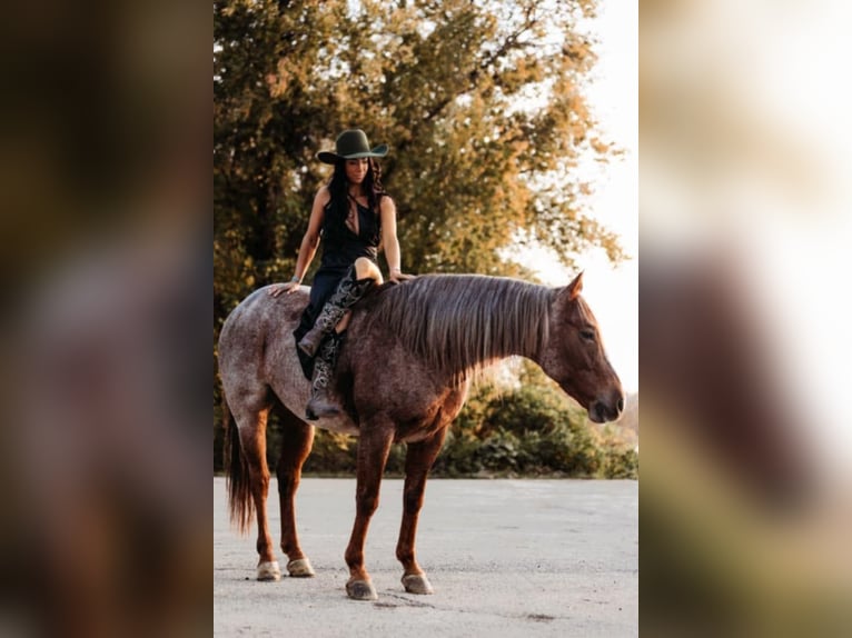 American Quarter Horse Wałach 6 lat 150 cm Kasztanowatodereszowata in Lewistown, IL