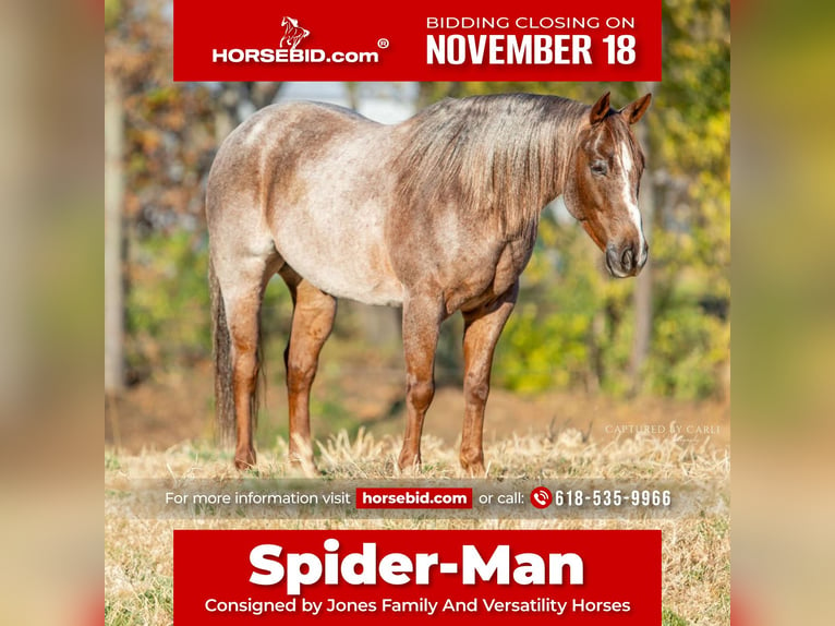 American Quarter Horse Wałach 6 lat 150 cm Kasztanowatodereszowata in Lewistown, IL