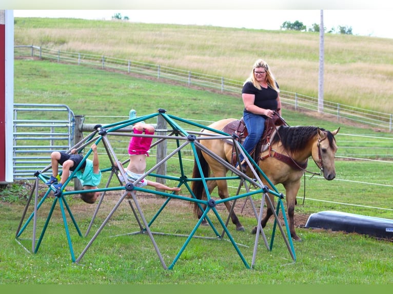 American Quarter Horse Wałach 6 lat 150 cm in Shippenville, PA