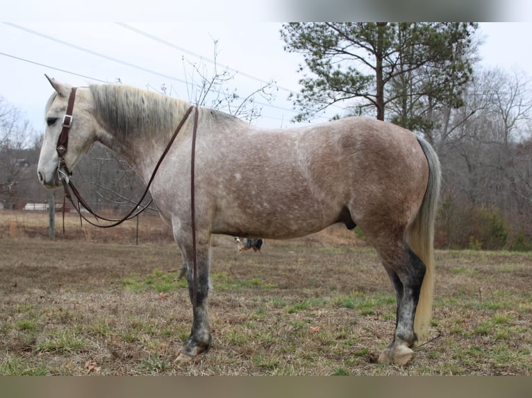 American Quarter Horse Wałach 6 lat 150 cm Siwa jabłkowita in Cherryville NC