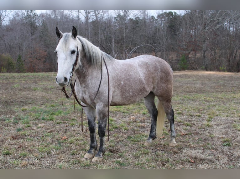 American Quarter Horse Wałach 6 lat 150 cm Siwa jabłkowita in Cherryville NC