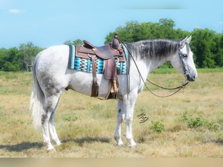 American Quarter Horse Wałach 6 lat 150 cm Siwa in Jackson, OH