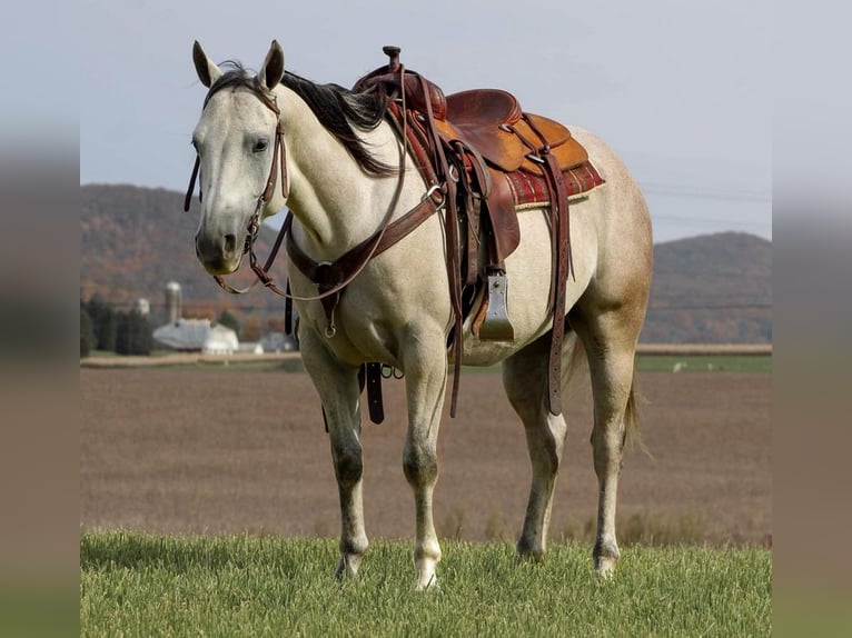 American Quarter Horse Wałach 6 lat 150 cm Siwa in Rebersburg, PA