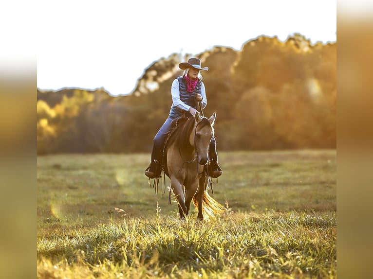 American Quarter Horse Wałach 6 lat 152 cm Bułana in Lyles, TN