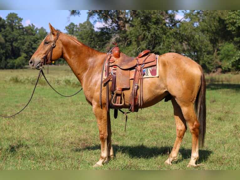 American Quarter Horse Wałach 6 lat 152 cm Bułana in RUSK, TX