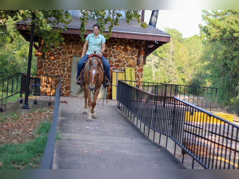 American Quarter Horse Wałach 6 lat 152 cm Bułana in RUSK, TX