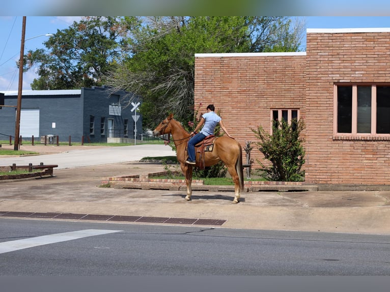 American Quarter Horse Wałach 6 lat 152 cm Bułana in RUSK, TX