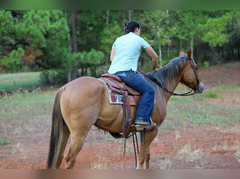 American Quarter Horse Wałach 6 lat 152 cm Bułana in RUSK, TX