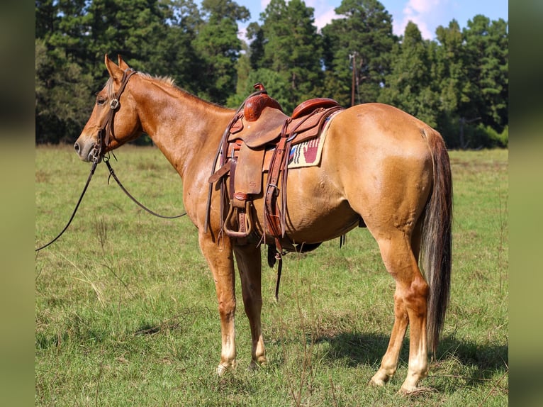 American Quarter Horse Wałach 6 lat 152 cm Bułana in RUSK, TX