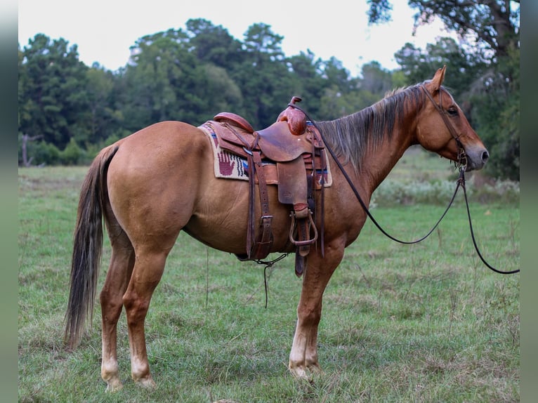 American Quarter Horse Wałach 6 lat 152 cm Bułana in RUSK, TX