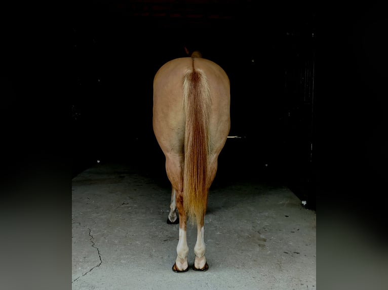 American Quarter Horse Wałach 6 lat 152 cm Bułana in Holmesville