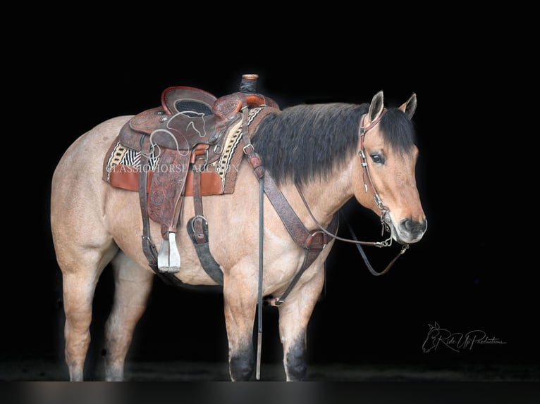 American Quarter Horse Wałach 6 lat 152 cm Bułana in Austin, KY