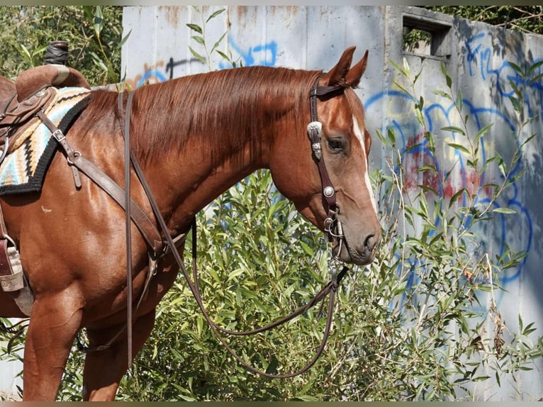 American Quarter Horse Wałach 6 lat 152 cm Ciemnokasztanowata in Wickenburg AZ