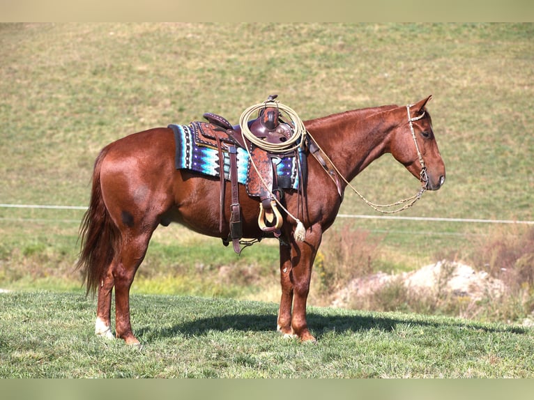 American Quarter Horse Wałach 6 lat 152 cm Cisawa in Millersburg