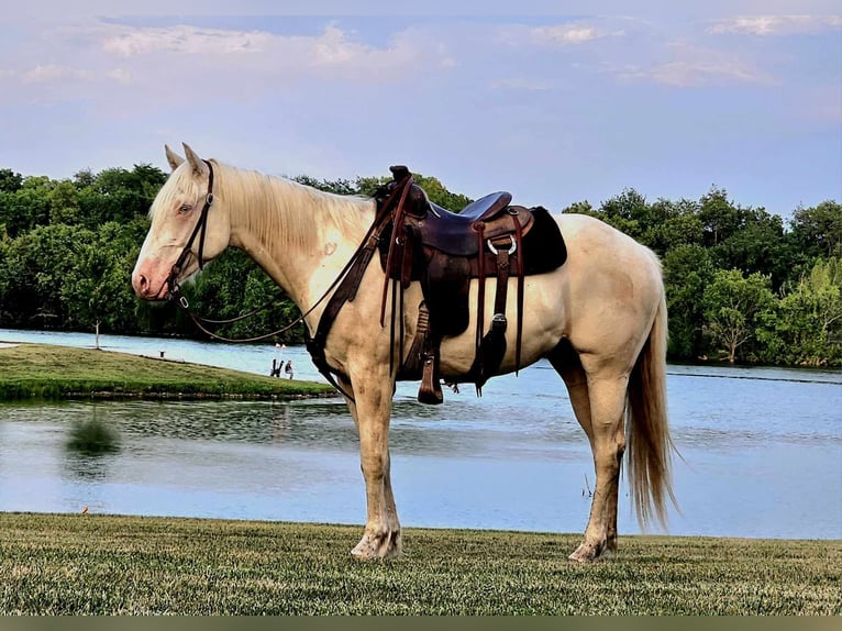 American Quarter Horse Wałach 6 lat 152 cm Cremello in LaCygne, KS