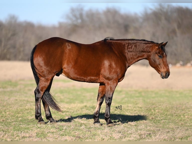 American Quarter Horse Wałach 6 lat 152 cm Gniada in Waco