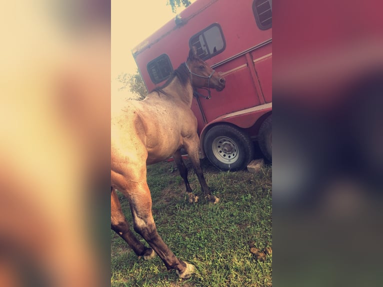 American Quarter Horse Wałach 6 lat 152 cm Gniadodereszowata in Fredericktown