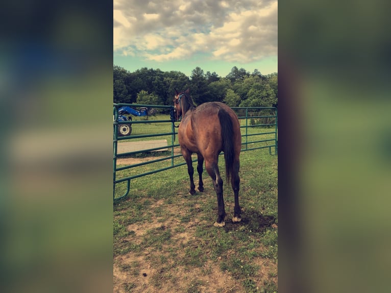 American Quarter Horse Wałach 6 lat 152 cm Gniadodereszowata in Fredericktown