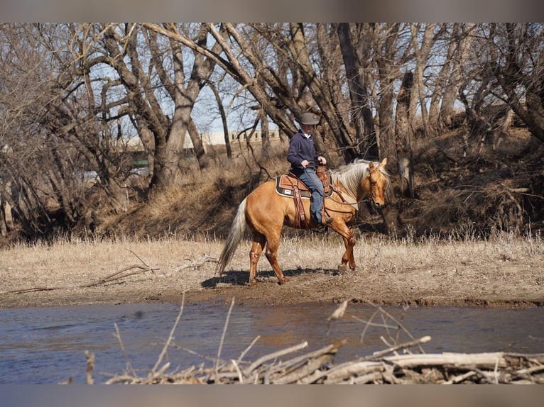 American Quarter Horse Wałach 6 lat 152 cm Izabelowata in Brandon