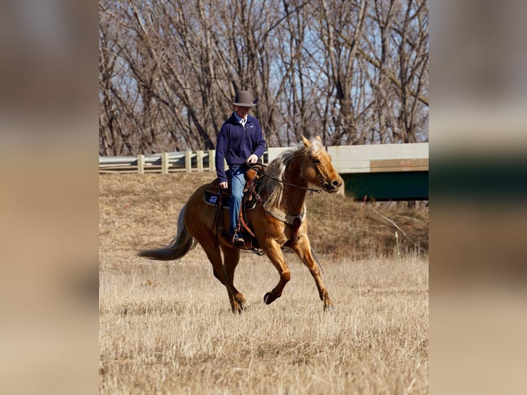 American Quarter Horse Wałach 6 lat 152 cm Izabelowata in Brandon
