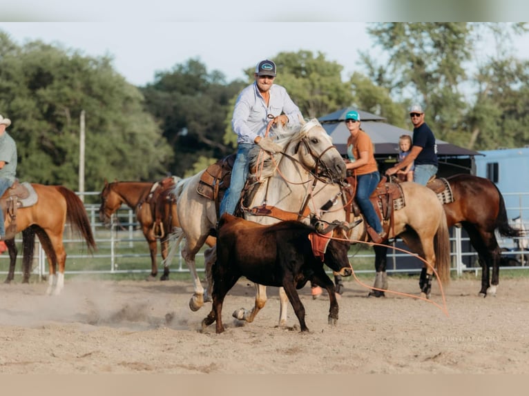 American Quarter Horse Wałach 6 lat 152 cm Izabelowata in Lewistown