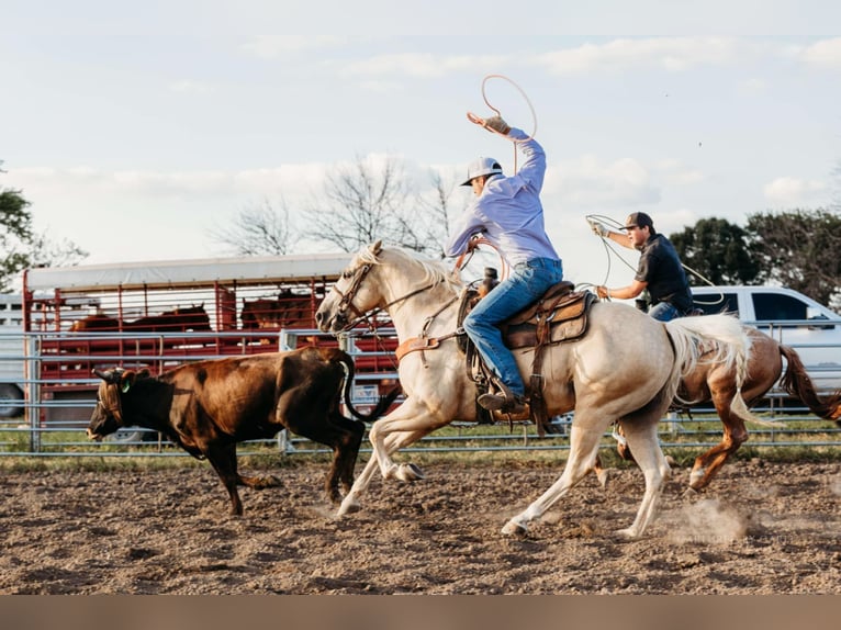 American Quarter Horse Wałach 6 lat 152 cm Izabelowata in Lewistown