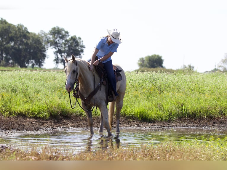 American Quarter Horse Wałach 6 lat 152 cm Izabelowata in Collinsville