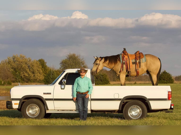 American Quarter Horse Wałach 6 lat 152 cm Jelenia in Buffalo, MO