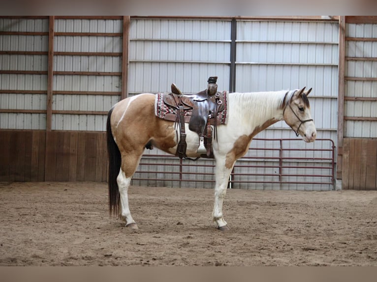 American Quarter Horse Wałach 6 lat 152 cm Jelenia in NOrth Judson IN