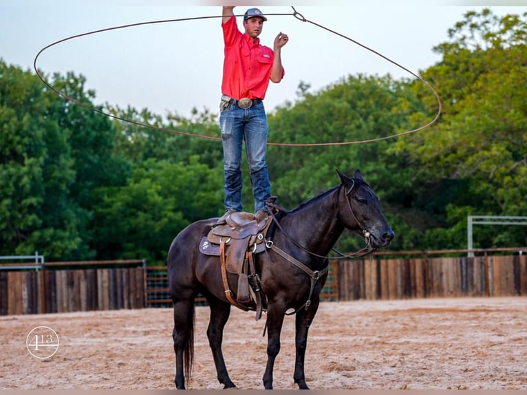 American Quarter Horse Wałach 6 lat 152 cm Kara in Weatherford, TX