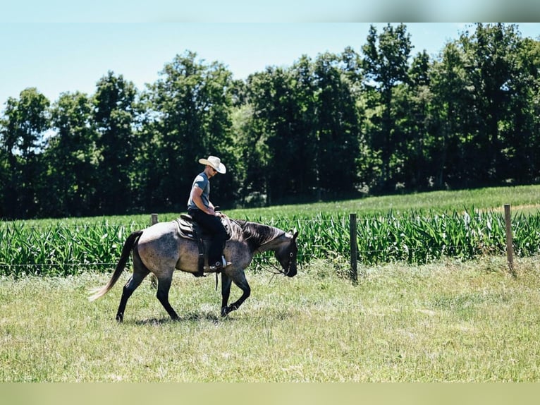 American Quarter Horse Mix Wałach 6 lat 152 cm Karodereszowata in Dalton, OH