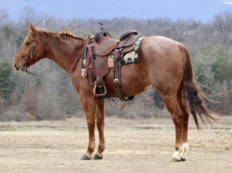 American Quarter Horse Wałach 6 lat 152 cm Kasztanowatodereszowata in Beaver Springs