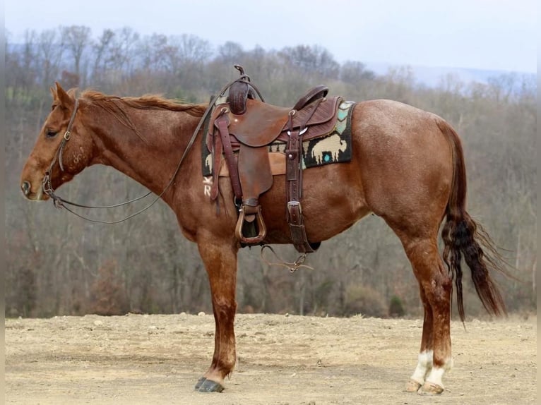 American Quarter Horse Wałach 6 lat 152 cm Kasztanowatodereszowata in Beaver Springs