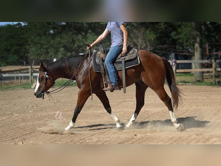 American Quarter Horse Mix Wałach 6 lat 152 cm in Terrell, TX