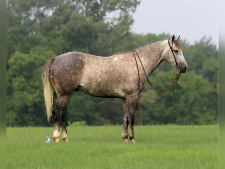 American Quarter Horse Wałach 6 lat 152 cm Siwa jabłkowita in Carthage, TX