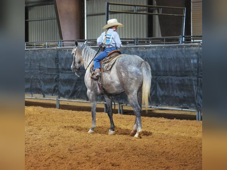 American Quarter Horse Wałach 6 lat 152 cm Siwa jabłkowita in Carthage, TX