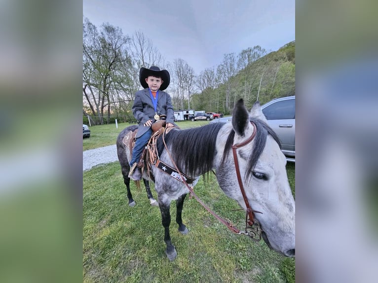 American Quarter Horse Wałach 6 lat 152 cm Siwa jabłkowita in Salt Lick KY