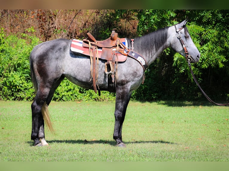 American Quarter Horse Wałach 6 lat 152 cm Siwa jabłkowita in Salt Lick KY