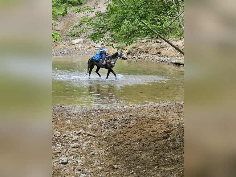 American Quarter Horse Wałach 6 lat 152 cm Siwa jabłkowita in Salt Lick KY