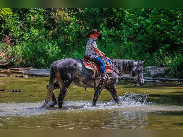 American Quarter Horse Wałach 6 lat 152 cm Siwa jabłkowita in Salt Lick KY