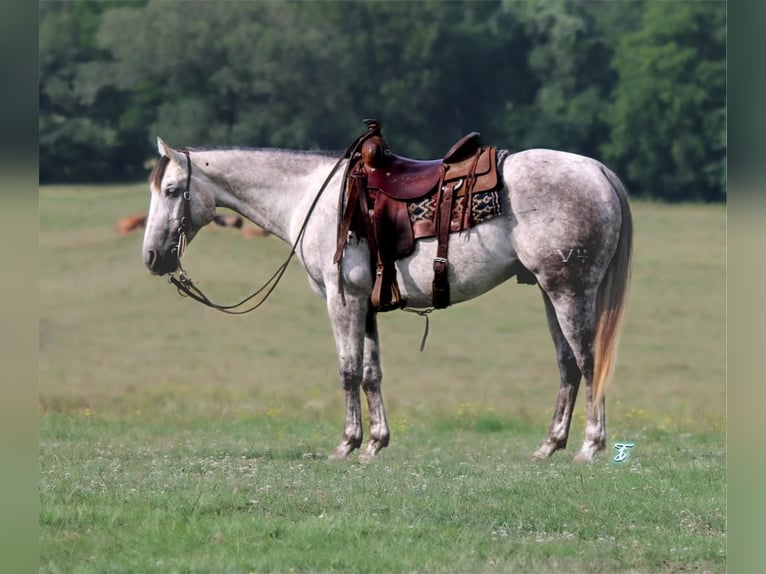 American Quarter Horse Wałach 6 lat 152 cm Siwa in Carthage, TX