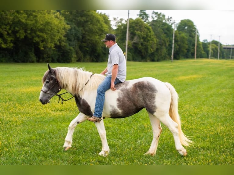 American Quarter Horse Wałach 6 lat 152 cm Siwa in Middletown OH