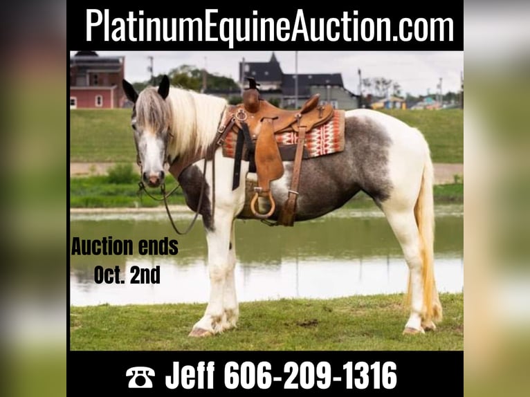 American Quarter Horse Wałach 6 lat 152 cm Siwa in Middletown OH