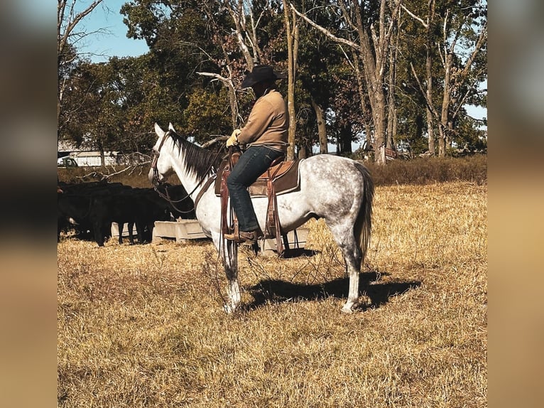 American Quarter Horse Wałach 6 lat 152 cm Siwa in fulton MO