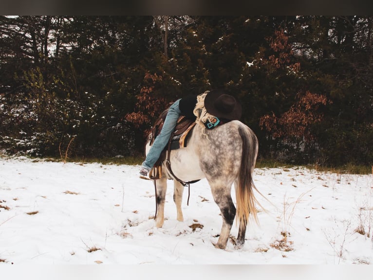 American Quarter Horse Wałach 6 lat 152 cm Siwa in fulton MO