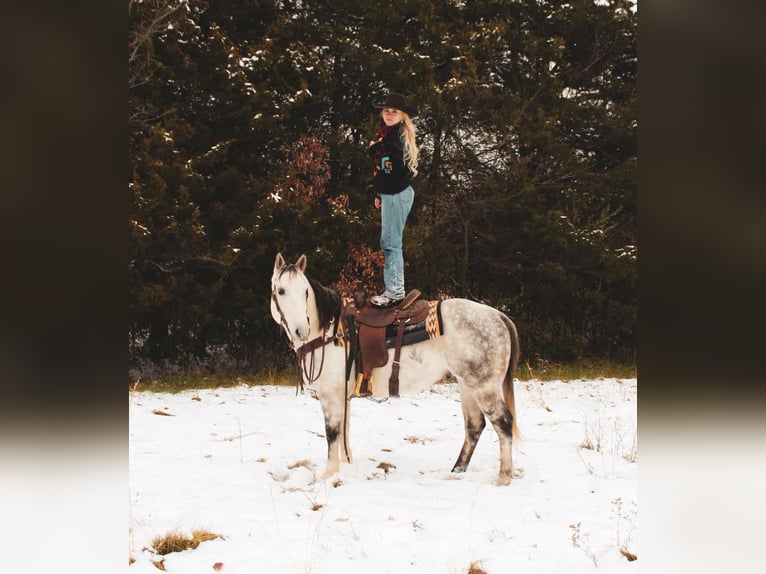 American Quarter Horse Wałach 6 lat 152 cm Siwa in fulton MO