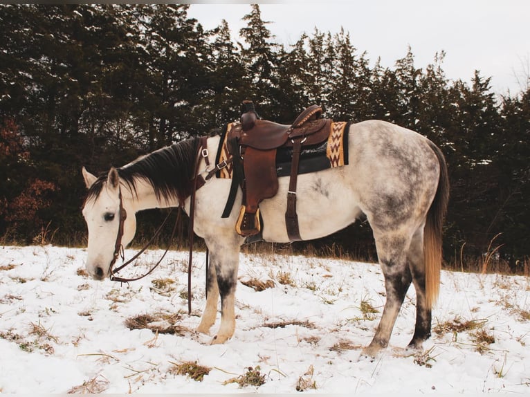 American Quarter Horse Wałach 6 lat 152 cm Siwa in fulton MO