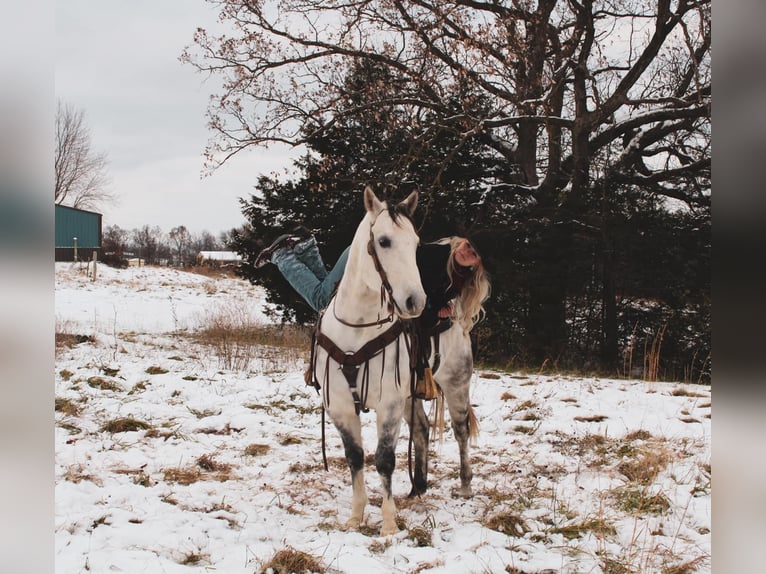 American Quarter Horse Wałach 6 lat 152 cm Siwa in fulton MO