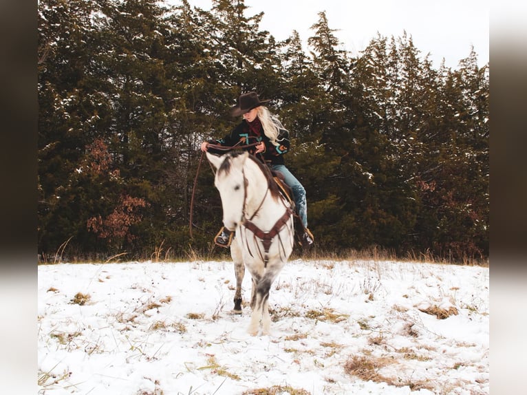 American Quarter Horse Wałach 6 lat 152 cm Siwa in fulton MO