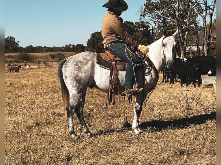 American Quarter Horse Wałach 6 lat 152 cm Siwa in fulton MO